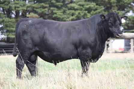 His sons topped both Onslow and Banquet Sales. The maternal grand sire, Z236, worked at both Pheasant Creek Qld. and Banquet. He proved to be the top breeding son of the $40,000 Radar W42.