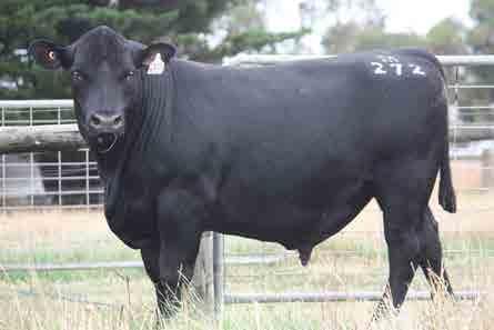 YENDI F510 (AI) (ET) BANQUET YENDI P05 A deep, soft and easy doing young bull. He has an excellent topline and has very good dimension through the hip and pin. M237 is a son of the successful Z137.