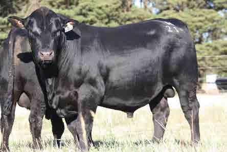 Z236 consistently produces these types but M211 has the advantage of extra frame. His maternal grandsire, C084, left excellent females at Toora West and Banquet. Age: 18 months : 36 cm Purchaser:.. $.