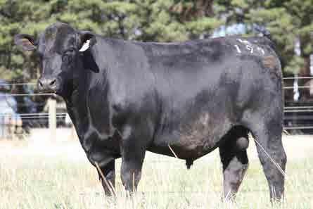 The dam of K160, is a flush sister to Frederick F683 who has been used so successfully at Banquet. Age: 17 months : 39 cm Purchaser:.. $.. EBV +3.6 +14 +41 +75 +98 +2.1 +51 +3.2 +2.2 +1.