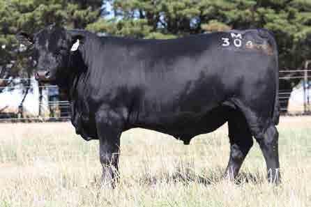 His grandsire, F369, is gaining popularity at Banquet. He is an exceptional calving ease sire whose progeny are stylish with extra muscle. Age: 17 months : 41 cm Purchaser:.. $.. EBV +4.