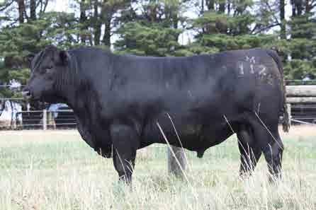 B017 sons sold for in excess of $1M. H591, sire of M062, is a full brother to B017. E019, maternal grand sire of M062, is a son of B017. Age: 22 months : 37 cm Purchaser:.. $.. EBV +4.