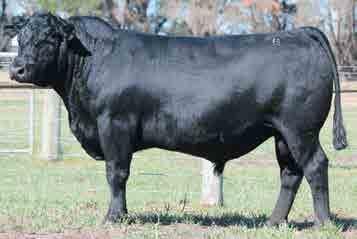 Forbidabull F485 topped our 2012 Sale to Doug and Barb Tozer, Onslow Stud, NSW. A son of F485 topped the 2015 Onslow Sale at $16,000. Jamberoo J507 is a very exciting young sire at Banquet.