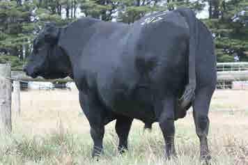 These Duncan sons and daughters have lots of weight and pass it to their progeny. A half brother to J507, H511, was also used at Banquet.