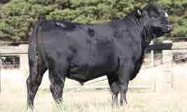 BANQUET FEATURE SIRES BANQUET JINDABYNE J296 Sire:BANQUET FREDERICK F683 Dam: BANQUET JULIE W164 Jindabyne J296 is an outstanding sire.