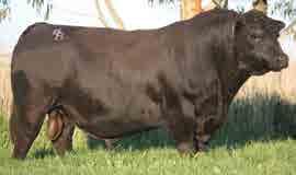 heavily. His sons are deep and thick with huge capacity. They are strong headed with powerful jaws and show extra softness. These are cattle that easily finish on grass.