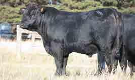 8 69% +1.2 68% BANQUET JHETT J426 Sire: BANQUET FADDIST F238 Dam: BANQUET DREAM G489 Jhett J426 is one of the most exciting young sires at Banquet. He is moderate framed with excellent muscularity.
