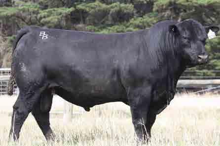 His first 14 sons averaged $10,000. M030 has all the good traits, exceptional thickness and muscle. WITHDRAWN Age: 23 months : 39 cm Purchaser:.. $.. DDC EBV +5.7 +8 +42 +82 +123 +0.6 +54 +3.5-3.5-0.