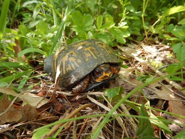 Non-native turtles can compete with our native species and potentially introduce diseases. Reports of non-native species are just as important.
