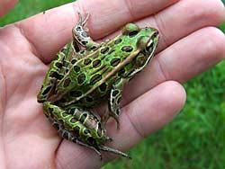Targets for 2017 Frogs/Toads: Very few Mink frogs have been reported since 2012, with a slight increase in 2016. NHFG staff added several new records from the North Country Region this past summer.