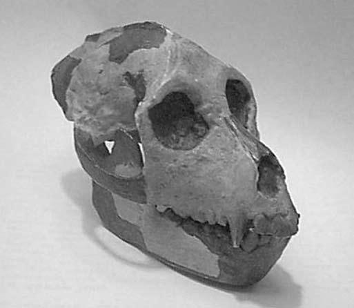 Aegyptopithecus the Egyptian ape Matthew Murdock Aegyptopithecus was a small quadrupedal ape whose fragmentary remains were found during a number of field seasons in Egypt.