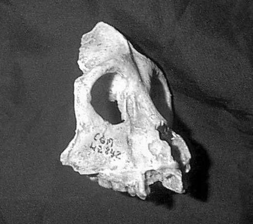 Aegyptopithecus the Egyptian ape Murdock preserved as fossils. The two right premolars and first right molar were also not found.