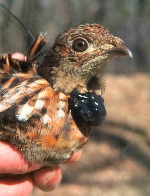 Appalachian Cooperative Grouse Research Project (ACGRP) 1996-2001 Key Findings: Appalachian grouse rely on hard mast extensively and grouse with access to hard mast have higher reproductive rates