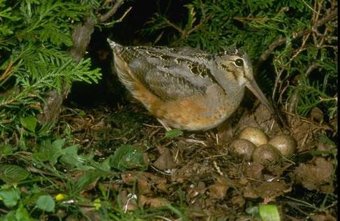 Woodcock Ecology Usually nest at base of tree near forest edge