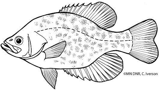 Great Lakes Aquarium Fish Coloring Page