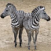 Do you think these animals are herbivores or carnivores? The zebras can be very shy, so sometimes they run back inside.