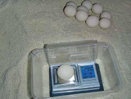 Morphometrics Morphometrics of nesting turtles have been reported by each of the studies conducted on the offshore islands (Al-Merghani, et al., 2000).
