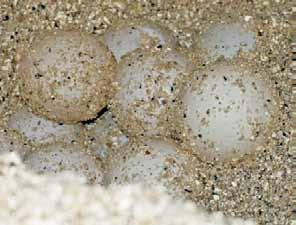 Turtle egg clutch size and hatchling morphometrics Both green and hawksbill turtles produce eggs that are encased in pliable, white, spherical shells (Miller 1987).