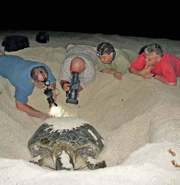 Also, the nesting beach must be stable through time because marine turtles return after several years to the same beach or one nearby.