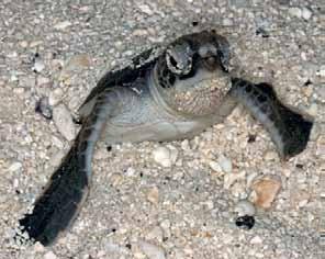 Summary of marine turtle reproductive characteristics in the Arabian Gulf Green and hawksbill turtles show distinct seasonality in nesting in the Arabian Gulf (Miller, 1989b).