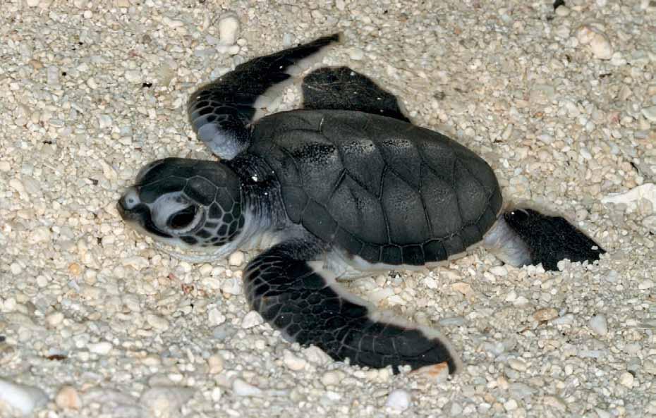 In the Arabian Gulf nesting green turtles are about the same size as those found nesting in Oman (Ross and Barwani, 1982); they are slightly smaller than nesting green turtles from around the world