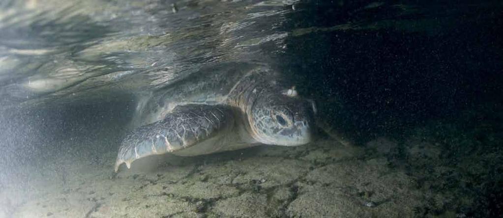 Other species found in the Arabian Gulf are listed as Vulnerable for the olive ridley turtle (Abreu-Grobois and Plotkin, 2006) or as Endangered for the leatherback turtle (Hamann, et al.