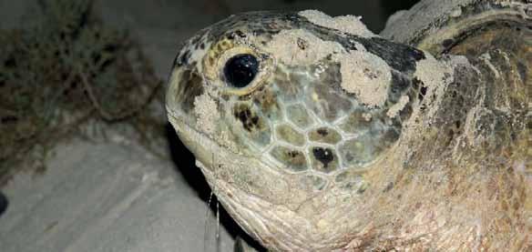 Information on the nesting and foraging distribution of marine turtles in the Arabian Gulf territorial waters of Saudi Arabia is based on detailed studies by Miller (1989b), Pilcher (1999, 2000) and