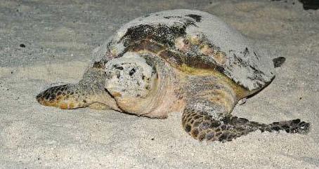 Plate 9.11 Hawksbill turtle, Eretmochelys imbricata, on the beach during the nesting season.