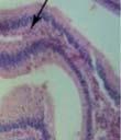 The mucosa of the small intestine was covered with simple columnar epithelium.