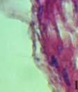 cyanocinctus: Simple columnar epithelium (EP), Goblet cells (GC), Lamina propria (P), (PAS, 2900).