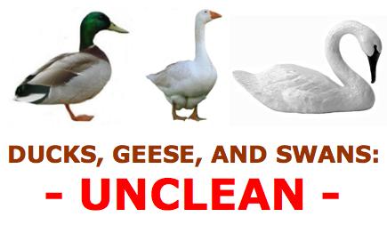DUCKS, GEESE, AND SWANS: UNCLEAN By George Lujack Most Jewish rabbinical authorities have determined that ducks, geese, and swans are clean kosher birds.