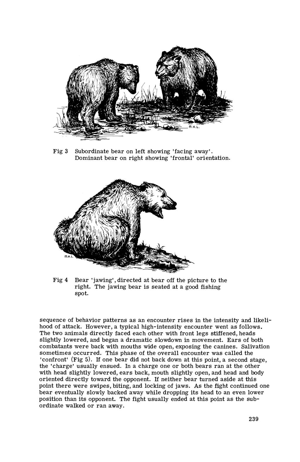 Fig 3 Subordinate bear on left showing 'facing away'. Dominant bear on right showing 'frontal' orientation. Fig 4 Bear 'jawing', directed at bear off the picture to the right.