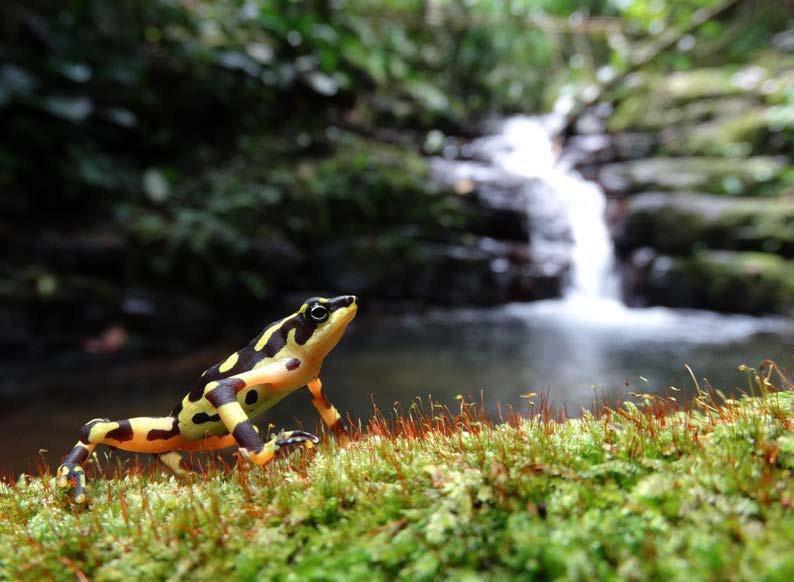 Observations of the Natural Habitat The stream where this population of Atelopus varius was found is located within a private reserve where no one is allowed to enter without permission.