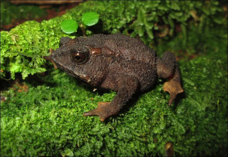 Other Contributions Thanatosis in four poorly known toads of the genus Incilius (Amphibia: Anura) from the highlands of Costa Rica Anurans are known to use myriad defensive strategies to avoid and