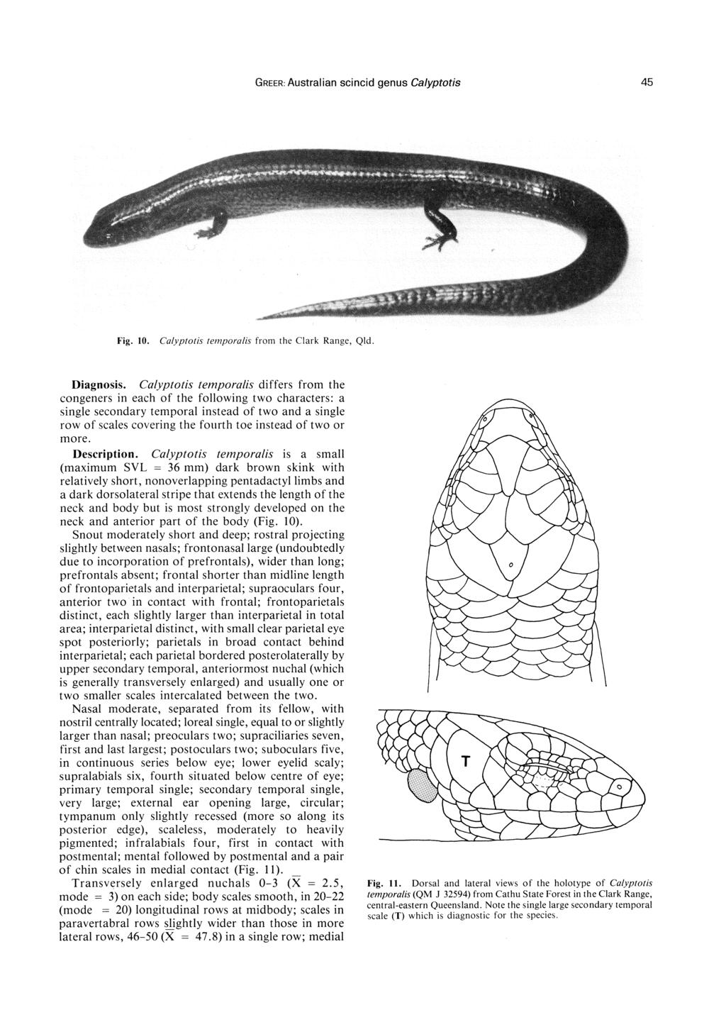 GREER: Australian scincid genus Calyptotis 45 Fig. 10. Calyplotis temporalis from the Clark Range, Qld. Diagnosis.