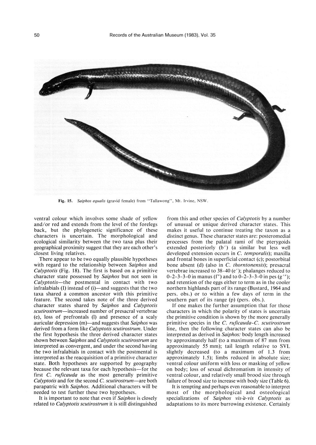 50 Records of the Australian Museum (1983), Vol. 35 Fig. IS. Saiphos equalis (gravid female) from "Tallawong", Mt. lrvine, NSW.