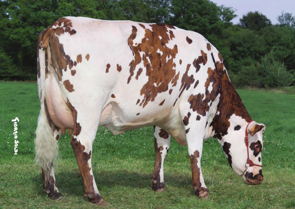 udder health comp. longevity fertility cows fertility heifers interval calving 1st AI fertility composite calving ease calving ability type: Rel 91% 3899D 18H 138 32 55 97 152 -.14 -.1 2196 -.4-2.2-1.