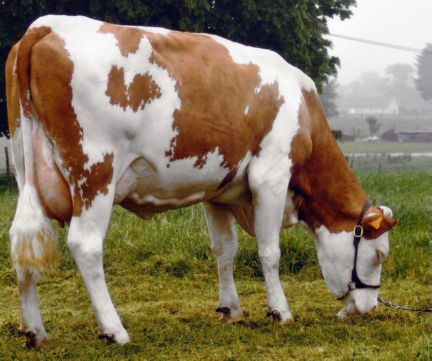 3 fertility cows. fertility heifers interval calving 1st AI - fertility composite -.