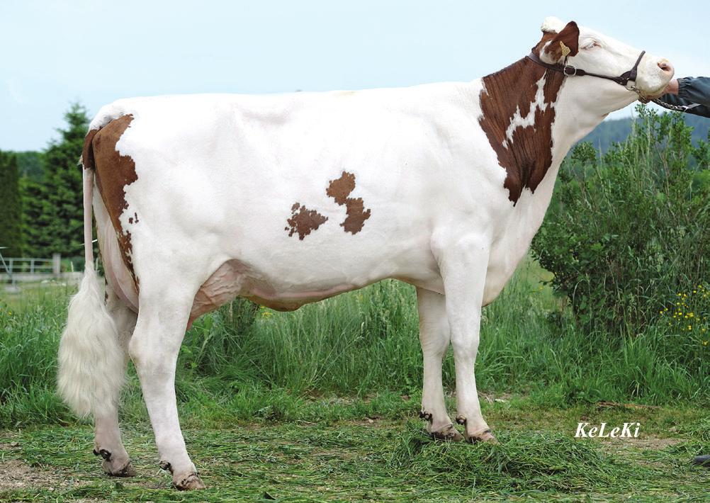 4 udder health comp. -1.4 longevity fertility cows.4 fertility heifers.9 interval calving 1st AI -.