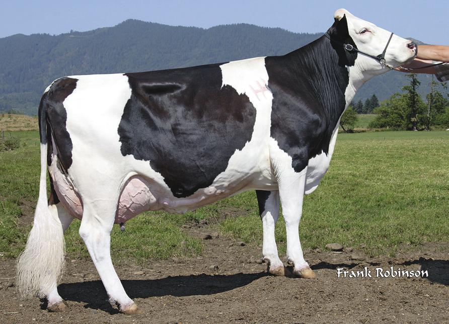 To bring and improve specific traits Many dairy cows show excessive dairyness. Both the Normande and the Montbeliarde will bring the extra muscle, or strength, that s been missing.