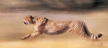There are many different kinds of wild cat. Some wild cats have spots.