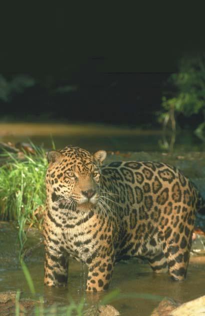 The jaguar s jaws are the strongest of any land mammal. This makes it easy for the jaguar to eat its prey. Tigers live in forests and grasslands. They like to stay near water whenever they can.