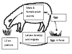 Each species displays a similar life cycle in which adult female abomasal worms produce eggs that are passed with feces to contaminate pastures (Bowdridge, 2005).