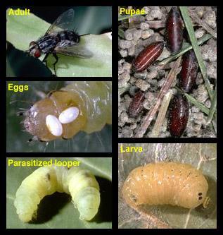 They are non specific endoparasites on the larvae and pupae of Orthoptera, Hemiptera, Lepidoptera and Coleoptera. 9.