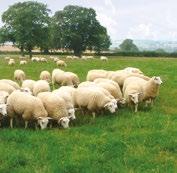 A new breeding index for Lleyn sheep The creation of a new Lleyn index follows discussions with breeders and several other enhancements to the Estimated Breeding Values (s) produced for Lleyn sheep.