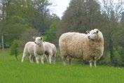 In 2017, Signet will introduce one index that is more closely aligned to the breeding objectives of Lleyn breeders and their ram buying customers.