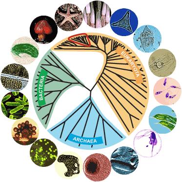 Tree of Life phylogenetic relationship