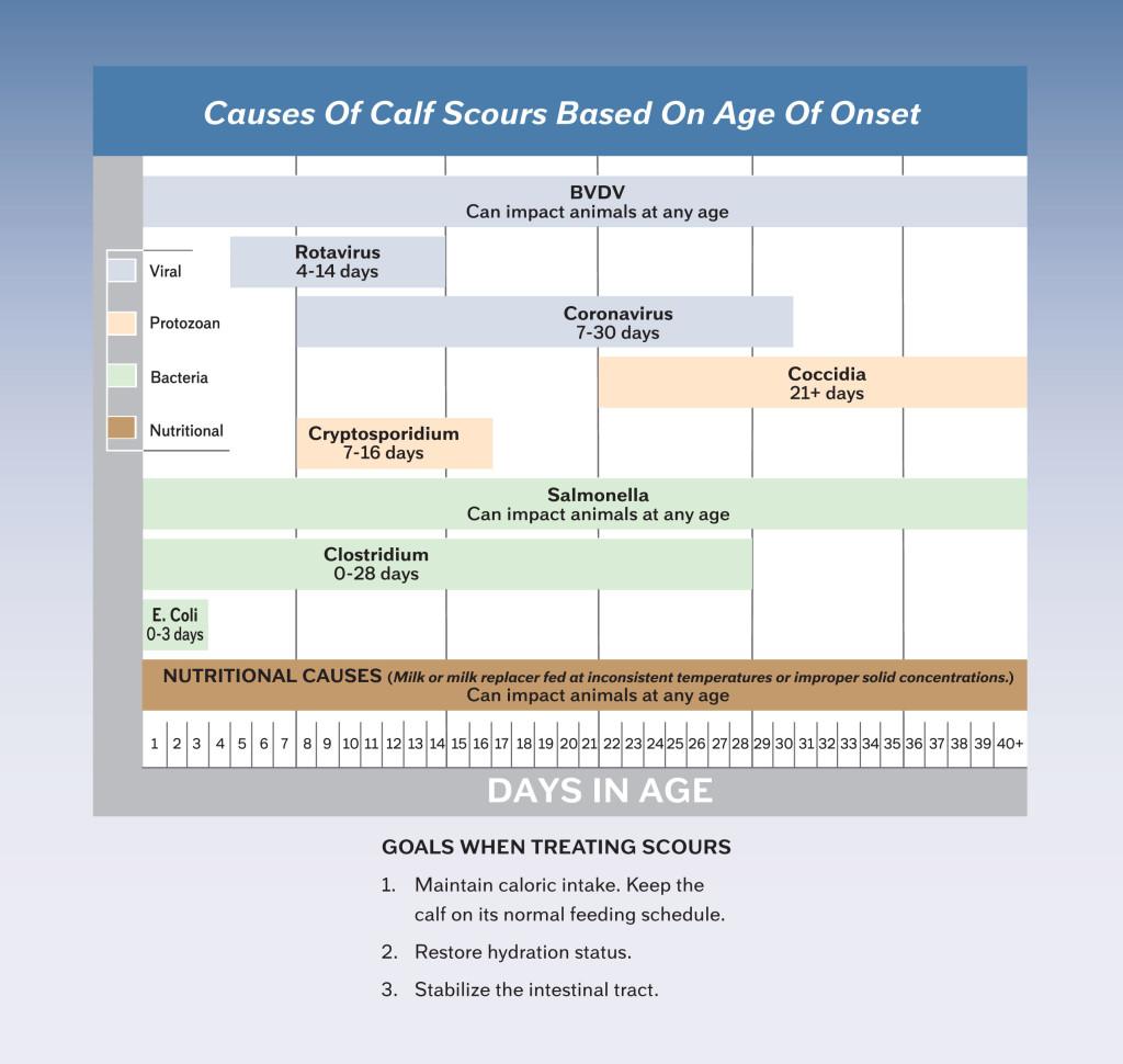 Causes of Calf Scours