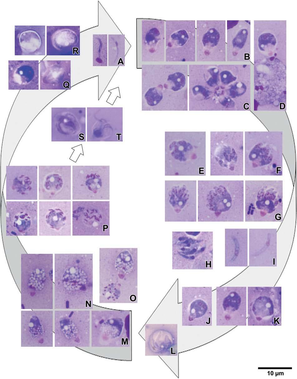 Apicomplexan Morphologic Stages Troph amoeboid (various shapes) trophozoite Intra-cellular, feeding, metabolically active Melicherova,