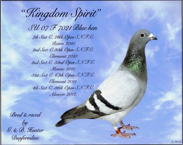Kingdom Spirit By Joe Murphy East Lothian. Since 1994 she has been the only pigeon ever to achieve a Double Gold Award in the national.